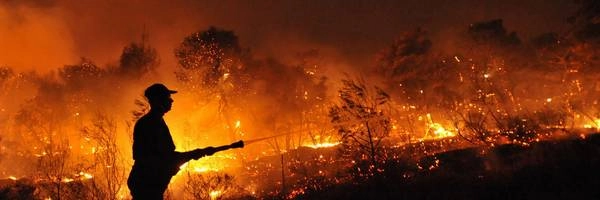 कैलिफोर्निया के जंगल में भीषण आग - fire in California forest