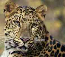 देवरानी को बचाने तेंदुए से भिड़ी महिला - Leopard attack, leopard