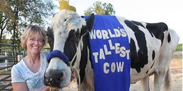 विश्व की सबसे लंबी गाय की अमेरिका में मौत - world's tallest cow