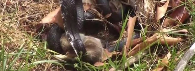 बच्चों के लिए सांप से लड़ी मादा खरगोश (वीडियो) - Mommy Rabbit fights with Snake to save the bunnies