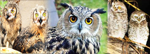 विदेशों में भी मानते हैं उल्लू से जुड़े शकुन-अपशकुन - Owl