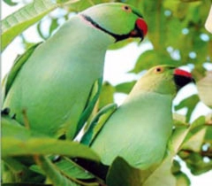 बाल साहित्य : अमरूद के पेड़ पर तोता - Parrot poems