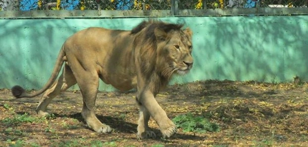 Lion | जयपुर के चिड़ियाघर का शेर कोरोना संक्रमित, बरेली लैब ने की जांच में पुष्टि