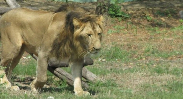 दक्षिण अफ़्रीका: संदिग्ध शिकारी को खा गए शेर - lion