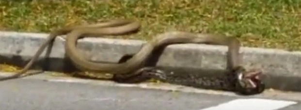 अजगर-कोबरा की लड़ाई, देखें कौन जीता (वीडियो) - Python cobra fight on road video