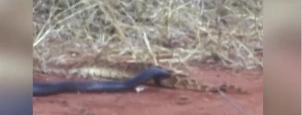 दोन सापांमध्ये 'मृत्यू'चा तांडव (व्हिडिओ)