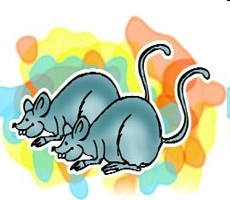 एक चूहा पकड़ो और 20 हजार इनाम पाओ - Indonesia rat