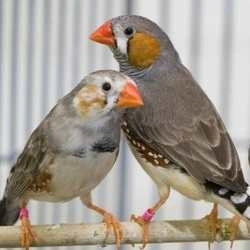 प्यार के लिए खाना त्याग देते हैं पक्षी