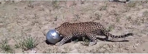 तेंदुए के सिर में फंसा घड़ा (वीडियो) - video leopard head stuck in a pot in Rajasthan