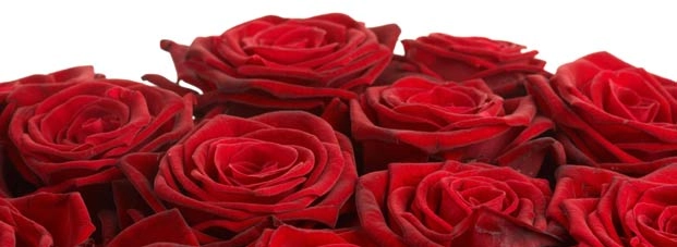वेलेंटाइन डे, इस रंग के गुलाब से मोहित होगा साथी - Valentine day