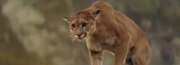 शेर के मुंह से इस तरह बचा भालू का बच्चा (वीडियो)