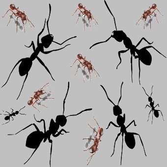 दुनिया में चींटियों का अजब संसार