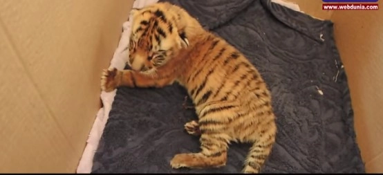 श्वान के दूध पर जिंदा है सफेद बाघ (वीडियो)
