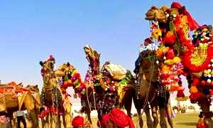 पूरे रंग में आया विश्वविख्यात पुष्कर का मेला - Pushkar fair Ajmer