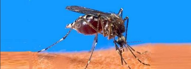 ऑनलाइन प्लेटलेट डोनर कम्युनिटी लांच - Platelet donor community, dengue mosquito
