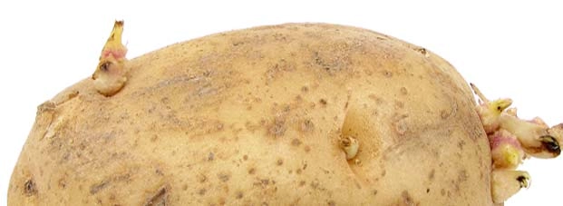 बटाटे उकळलेलं पाणी फेकू नये