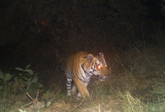 जब जंगल में शिकार करते दिखा बाघ (फोटो) - Shajapur, Tiger, Madhya Pradesh