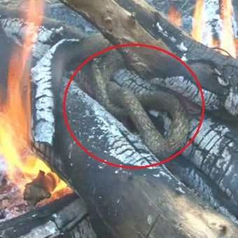 नाग की मौत के बाद सती हुई नागिन! - Female snake Sati MP Morena