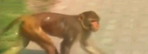बंदर ने 2 महिलाओं पर किया हमला, एक की मौत