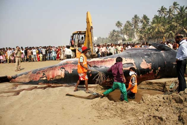 जुहू बीच : मृत व्हेल को दफनाया, लगी भारी भीड़ (फोटो) - whale found dead on juhu beach