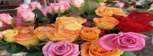 गुलाब के फूल के 10 चमत्कारिक टोटके
