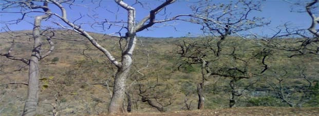 होली पर समझें, वृक्षों की वेदना - Holi