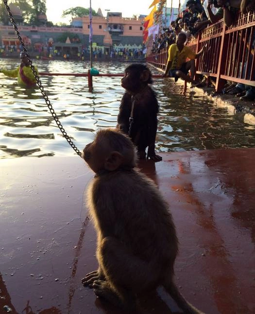 बंदरों ने भी किया सिंहस्थ में शाही स्नान - Monkey in Shahi Snan
