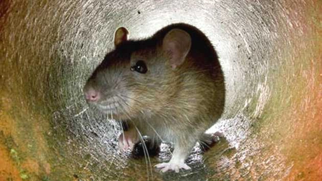 चूहों के ख़ौफ़ से सहमा पाकिस्तान का एक शहर - rat bites casue panic in peshawar