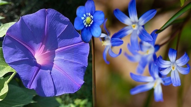 नीले फूल के अचूक टोटके, किस्मत बदल देंगे