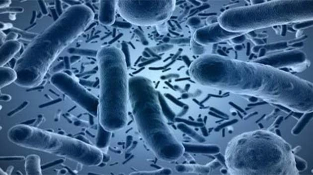 हमारी खुशी और गम तय करता है बैक्टीरिया