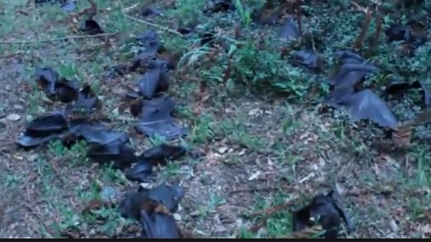 यहां जमा होते हैं दूर दूर से आए एक करोड़ चमगादड़ । Bats in Zambia - Bats in Zambia