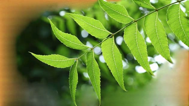 नीम से होगा कोरोना का इलाज : जानिए नीम के 16 और भी फायदे - research neem bark will be helpful in covid treatment