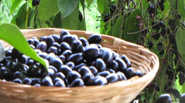 कोरोना काल में जानिए काले-रसीले जामुन के Health Benefits - health benefits of eating jamuns