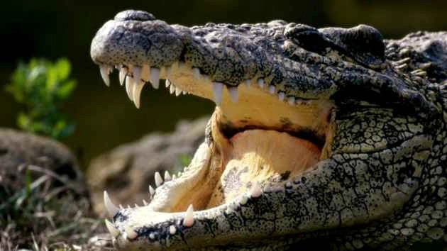 जुरासिक काल के मगरमच्छ के जीवाश्म की खोज - Crocodile