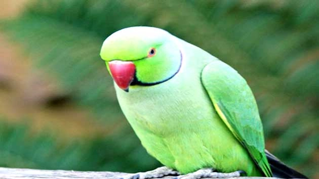 गर्मियों में डालें पंछियों को दाना, नवग्रहों को शुभ करने का उपाय पुराना - Navgrah upay  food for birds