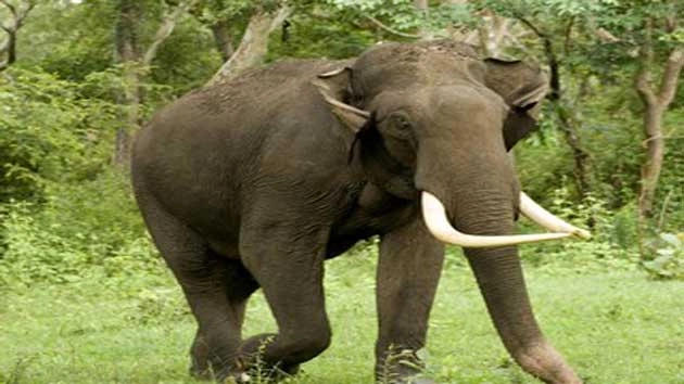 आतिशबाजी से भड़के हाथी ने उत्पात मचाया, दूल्हा बग्घी छोड़ भागा - The elephant raged by fireworks created a ruckus