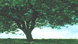 कविता : जीवन का आधार हैं वृक्ष... - Poems For Tree