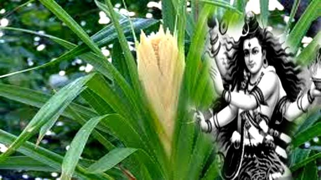 शिवरात्रि पर शंकर जी को यह फूल नहीं चढ़ाएं वरना नाराज होंगे देव, जरूर पढ़ें - Shivratri Puja flower