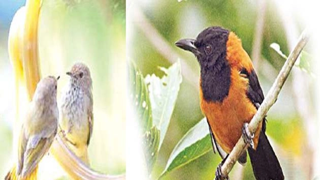 क्‍या है ‘जतिंगा वैली’ का रहस्‍य, जहां पक्षी आते हैं ‘सुसाइड’ करने?