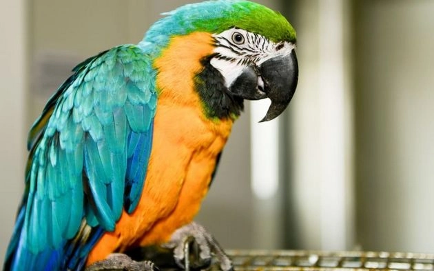 शर्माने वाला तोता कभी देखा है क्या? | parrot