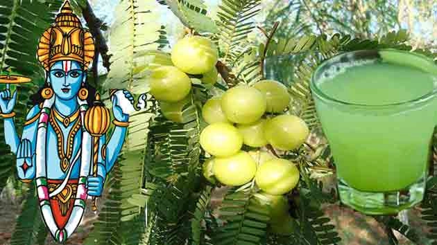 आरोग्य चाहिए तो इस फल का प्रयोग करें... क्या कहती है पद्मपुराण - Worship Amla Tree
