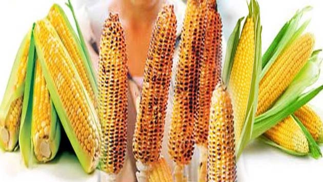 बरसात में स्वादिष्ट भुट्टा, जानिए 15 खास फायदे - 15 Benefit Of Corn