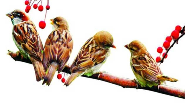 कविता :  लोरी रोज सुनाए चिड़िया... - poem on sparrow