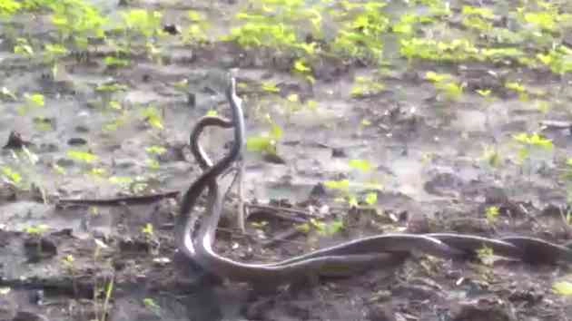 खेत में नाग-नागिन की काम-क्रीड़ा (वीडियो) - snake
