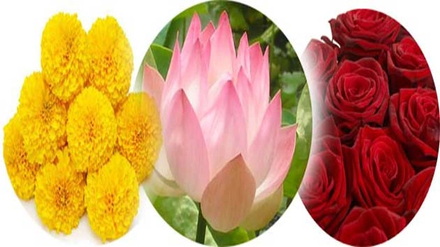 रंग-बिरंगे फूल, बीमारियों को करते हैं दूर - health and flowers