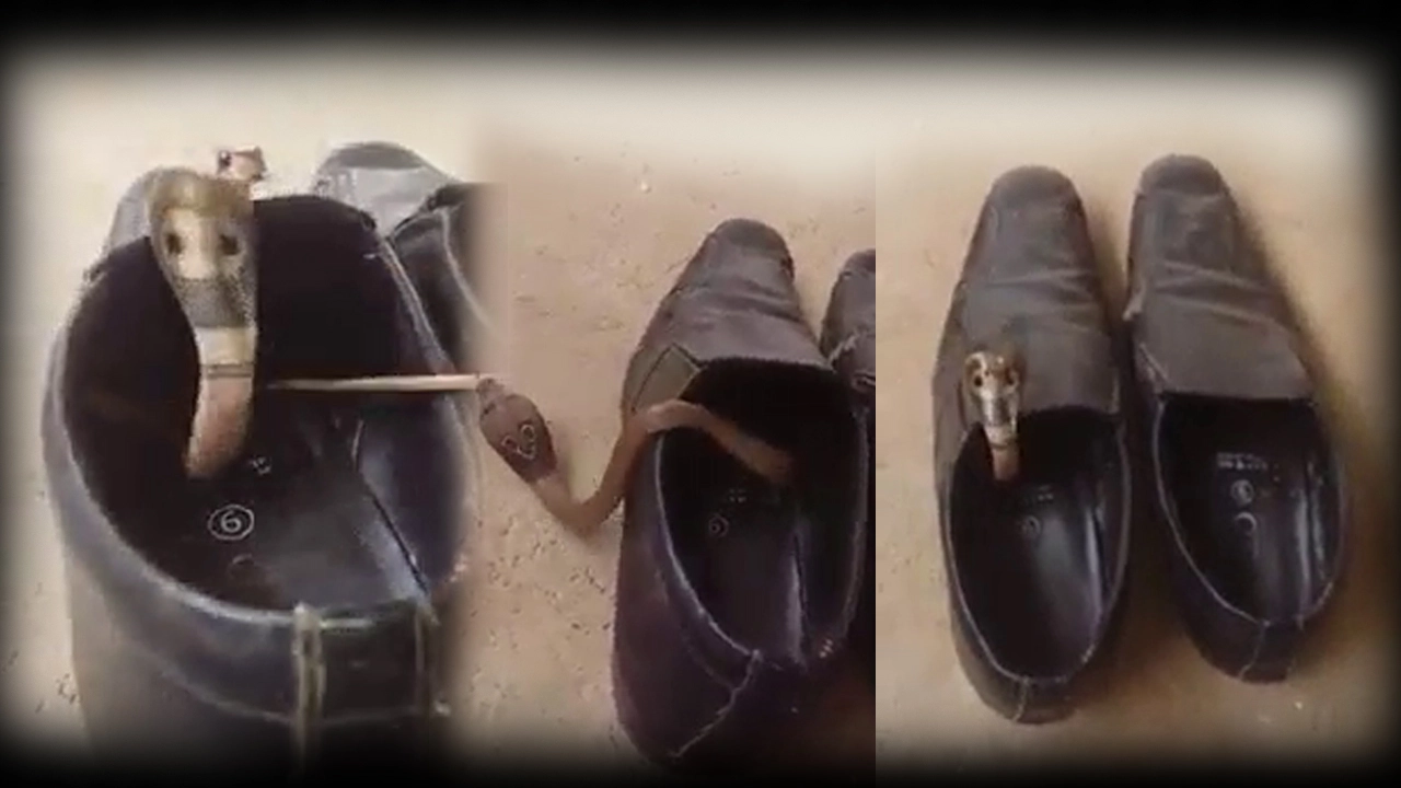 सावधान! कहीं आपके जूते में सांप तो नहीं...(वीडियो) - Snakes, scorpions, social media