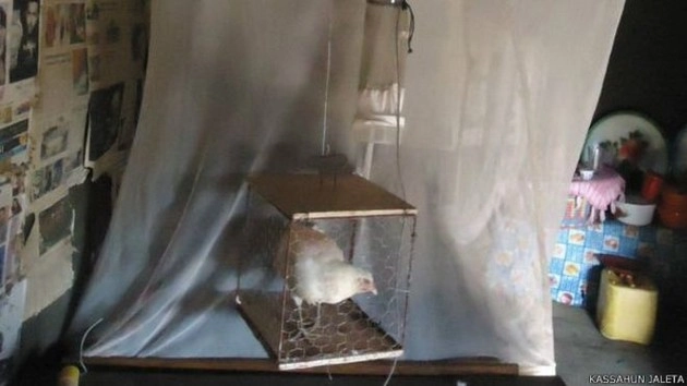 'मुर्गी की गंध आपको मलेरिया से बचा सकती है' - chicken odour prevents malaria mosquitoes