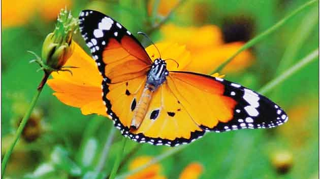 रंगबिरंगी कविता : तितलियां - Butterfly poem