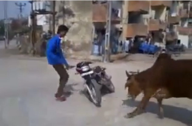 #webviral सड़क पर बाइक स्टंट पड़ गया महंगा, गायों ने निकाला गुस्सा - webviral funny video angry cows after bike stunter