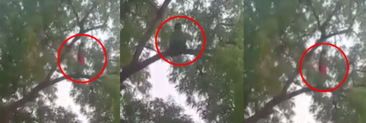 हैरतअंगेज वीडियो, पेड़ पर नमाज पढ़ती महिला